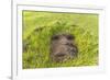 Fallen Moai Head at the Archaeological Site at Ahu Vinapu-Michael Nolan-Framed Photographic Print