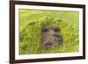 Fallen Moai Head at the Archaeological Site at Ahu Vinapu-Michael Nolan-Framed Photographic Print