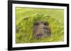 Fallen Moai Head at the Archaeological Site at Ahu Vinapu-Michael Nolan-Framed Photographic Print