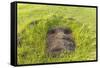 Fallen Moai Head at the Archaeological Site at Ahu Vinapu-Michael Nolan-Framed Stretched Canvas