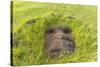 Fallen Moai Head at the Archaeological Site at Ahu Vinapu-Michael Nolan-Stretched Canvas