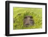 Fallen Moai Head at the Archaeological Site at Ahu Vinapu-Michael Nolan-Framed Photographic Print