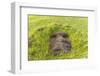 Fallen Moai Head at the Archaeological Site at Ahu Vinapu-Michael Nolan-Framed Photographic Print