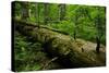 Fallen Nordmann Fir (Abies Nordmanniana) Tree, Teberdinsky Biosphere Reserve, Caucasus, Russia-Schandy-Stretched Canvas