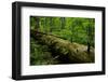 Fallen Nordmann Fir (Abies Nordmanniana) Tree, Teberdinsky Biosphere Reserve, Caucasus, Russia-Schandy-Framed Photographic Print