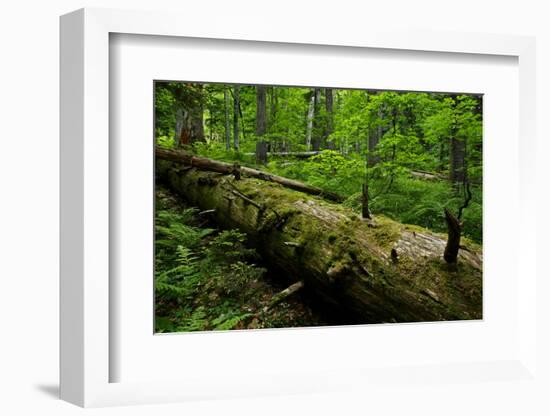 Fallen Nordmann Fir (Abies Nordmanniana) Tree, Teberdinsky Biosphere Reserve, Caucasus, Russia-Schandy-Framed Photographic Print