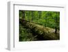 Fallen Nordmann Fir (Abies Nordmanniana) Tree, Teberdinsky Biosphere Reserve, Caucasus, Russia-Schandy-Framed Photographic Print