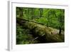 Fallen Nordmann Fir (Abies Nordmanniana) Tree, Teberdinsky Biosphere Reserve, Caucasus, Russia-Schandy-Framed Photographic Print