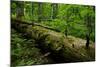 Fallen Nordmann Fir (Abies Nordmanniana) Tree, Teberdinsky Biosphere Reserve, Caucasus, Russia-Schandy-Mounted Photographic Print