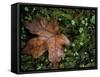 Fallen Oak Leaf-Michele Westmorland-Framed Stretched Canvas