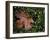 Fallen Oak Leaf-Michele Westmorland-Framed Premium Photographic Print