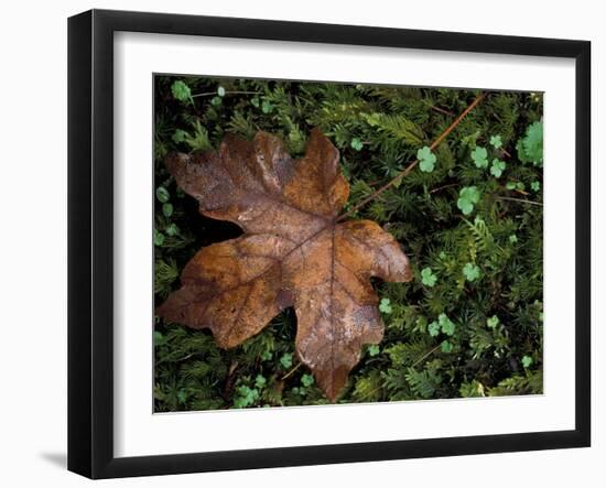 Fallen Oak Leaf-Michele Westmorland-Framed Premium Photographic Print