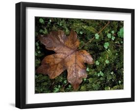 Fallen Oak Leaf-Michele Westmorland-Framed Premium Photographic Print