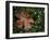 Fallen Oak Leaf-Michele Westmorland-Framed Premium Photographic Print