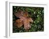 Fallen Oak Leaf-Michele Westmorland-Framed Premium Photographic Print