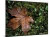 Fallen Oak Leaf-Michele Westmorland-Mounted Premium Photographic Print