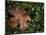 Fallen Oak Leaf-Michele Westmorland-Mounted Premium Photographic Print