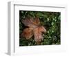 Fallen Oak Leaf-Michele Westmorland-Framed Photographic Print