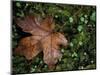 Fallen Oak Leaf-Michele Westmorland-Mounted Photographic Print