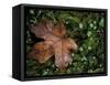 Fallen Oak Leaf-Michele Westmorland-Framed Stretched Canvas