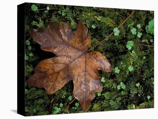 Fallen Oak Leaf-Michele Westmorland-Stretched Canvas