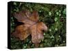 Fallen Oak Leaf-Michele Westmorland-Stretched Canvas