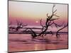 Fallen Oak Silhouette at Sunrise-James Randklev-Mounted Photographic Print