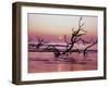 Fallen Oak Silhouette at Sunrise-James Randklev-Framed Photographic Print