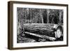 Fallen Old Growth-Clark Kinsey-Framed Art Print