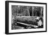 Fallen Old Growth-Clark Kinsey-Framed Art Print