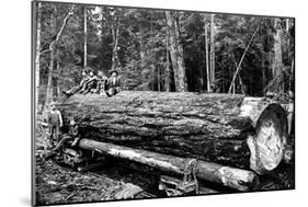 Fallen Old Growth-Clark Kinsey-Mounted Art Print