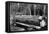 Fallen Old Growth-Clark Kinsey-Framed Stretched Canvas