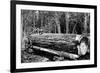 Fallen Old Growth-Clark Kinsey-Framed Premium Giclee Print