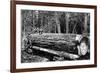 Fallen Old Growth-Clark Kinsey-Framed Art Print