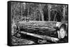 Fallen Old Growth-Clark Kinsey-Framed Stretched Canvas