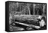 Fallen Old Growth-Clark Kinsey-Framed Stretched Canvas