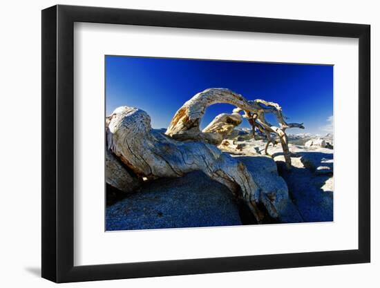 Fallen Pine Tree on Sentinel Dome-George Oze-Framed Photographic Print