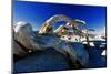 Fallen Pine Tree on Sentinel Dome-George Oze-Mounted Photographic Print