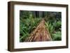 Fallen Redwood tree and ferns. Redwood National Park, California-Adam Jones-Framed Photographic Print