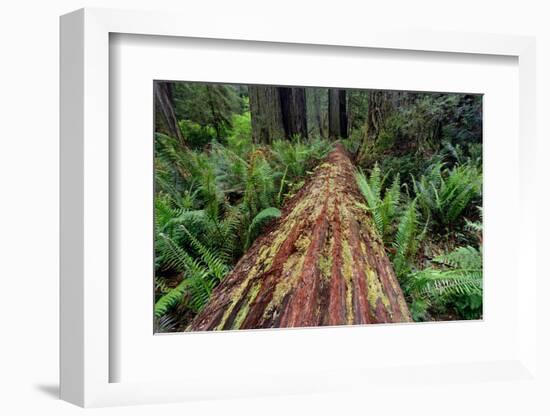 Fallen Redwood tree and ferns. Redwood National Park, California-Adam Jones-Framed Photographic Print