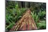 Fallen Redwood tree and ferns. Redwood National Park, California-Adam Jones-Mounted Photographic Print