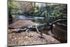 Fallen Tree by the River Nidd at Knaresborough-Mark Sunderland-Mounted Photographic Print