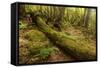 Fallen Tree in Garajonay National Park-null-Framed Stretched Canvas