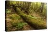 Fallen Tree in Garajonay National Park-null-Stretched Canvas