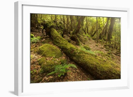 Fallen Tree in Garajonay National Park-null-Framed Photographic Print