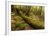 Fallen Tree in Garajonay National Park-null-Framed Photographic Print