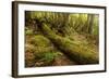 Fallen Tree in Garajonay National Park-null-Framed Photographic Print