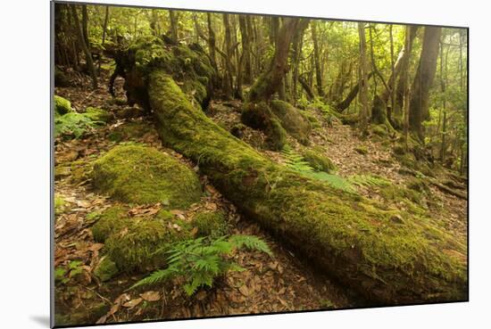 Fallen Tree in Garajonay National Park-null-Mounted Photographic Print