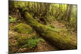 Fallen Tree in Garajonay National Park-null-Mounted Photographic Print
