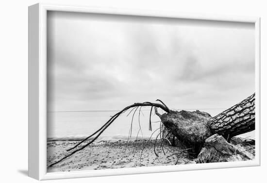 Fallen Tree on the Beach after Storm. Sea on a Cloudy Day. Black and White, far Horizon.-Michal Bednarek-Framed Photographic Print